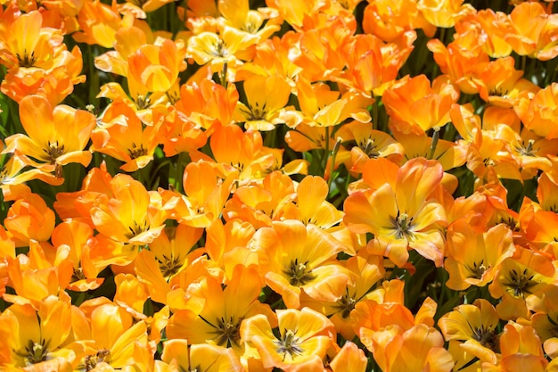 Flores de tulipa coloridas florescendo como fundo floral