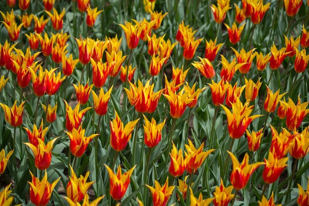 Flores de tulipa coloridas florescendo como fundo floral