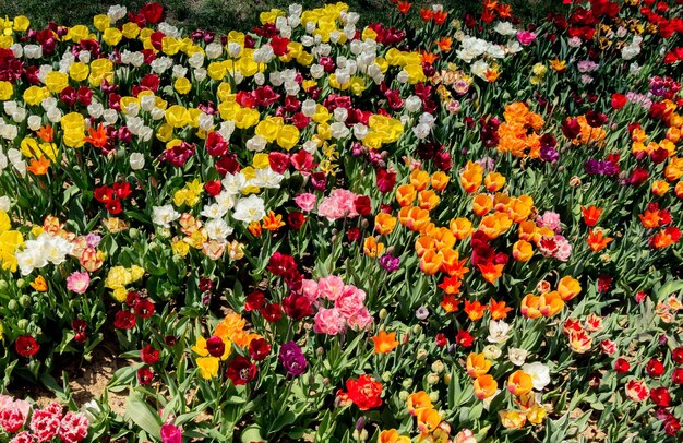 Flores de tulipa coloridas florescendo como fundo floral