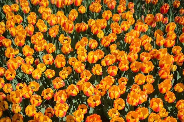 Flores de tulipa coloridas florescendo como fundo floral