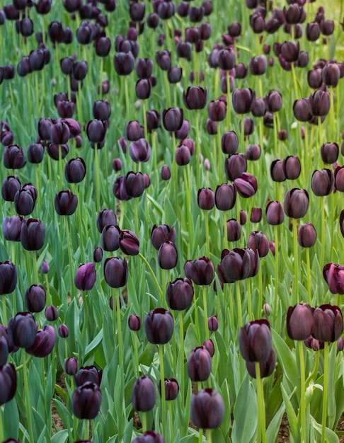 Flores de tulipa coloridas florescendo como fundo floral