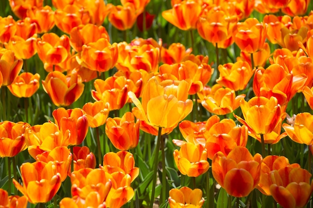 Flores de tulipa coloridas florescendo no jardim como fundo floral