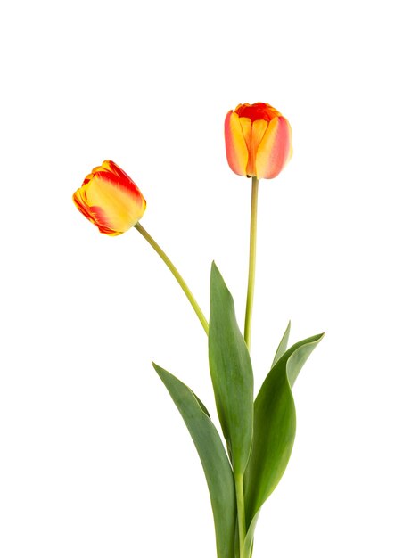 Flores de tulipa com folhas, isoladas no fundo branco. Lindas flores da primavera.