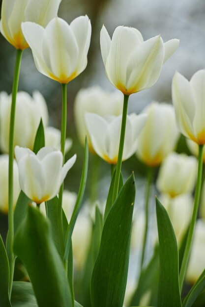 Flores de tulipa crescendo em um jardim ou campo ao ar livre Close de um belo monte de plantas com pétalas brancas e folhas verdes florescendo e florescendo na natureza durante um dia ensolarado na primavera