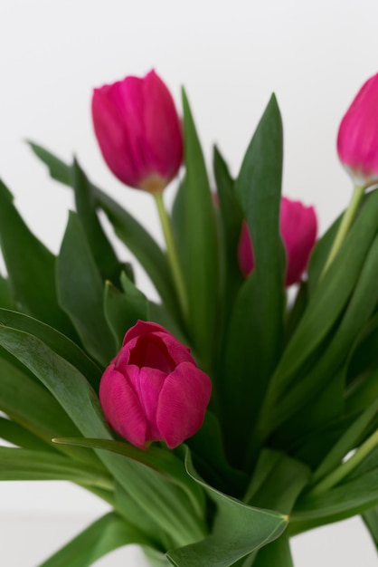 Flores de tulipa de cor rosa