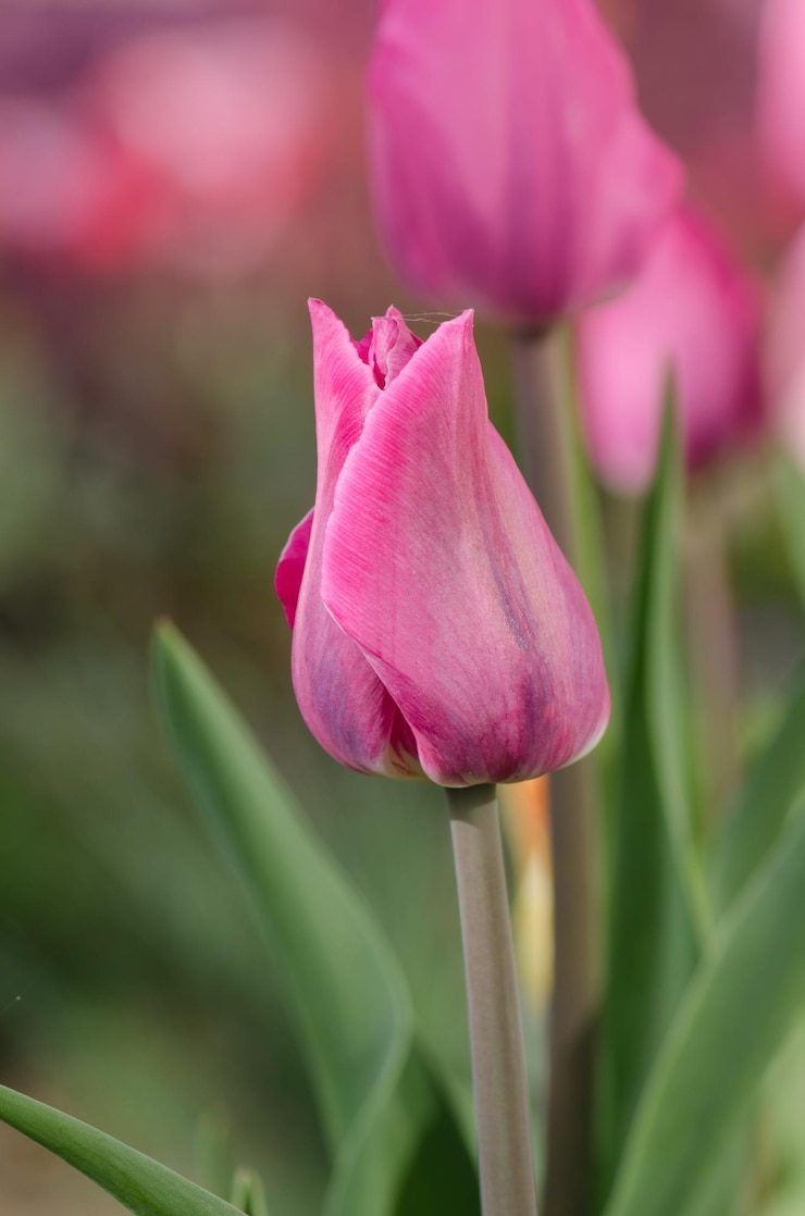 Foto flores de tulipa de cor roxa no campo de primavera botão violeta de tulipa tulipa brilhante roxa amante