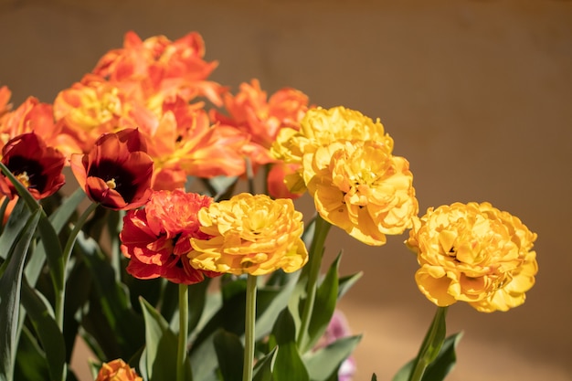 Flores de tulipa de primavera.