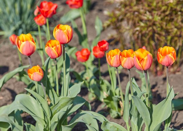 Flores de tulipa em close-up