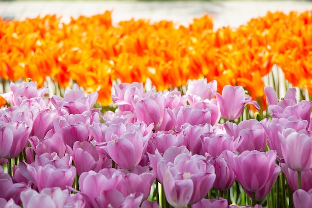 Flores de tulipa florescendo na primavera como fundo floral