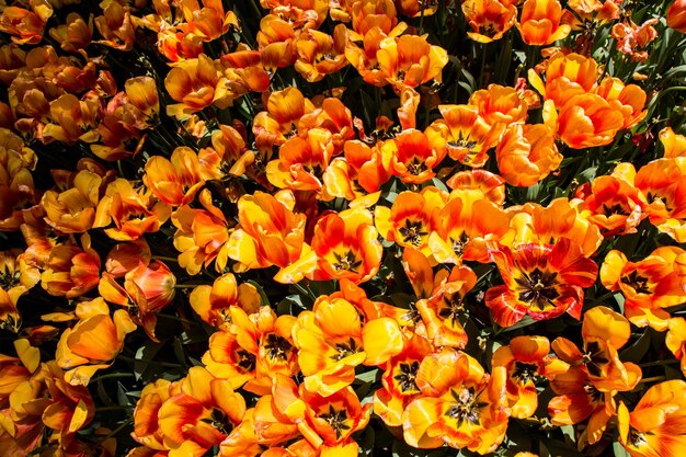 Flores de tulipa florescendo na primavera como fundo floral