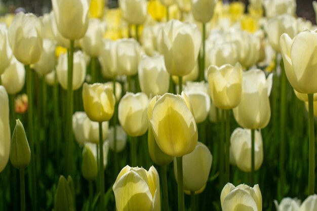 Flores de tulipa florescendo na primavera como fundo floral