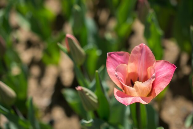 Foto flores de tulipa florescendo na primavera