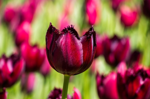 Flores de tulipa florescendo na primavera