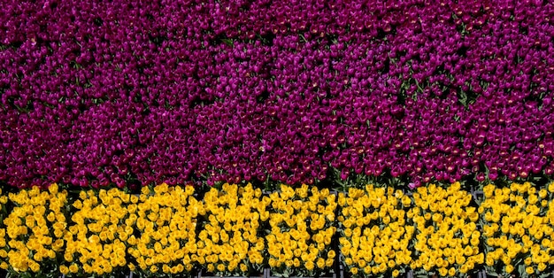 Flores de tulipa florescendo na primavera