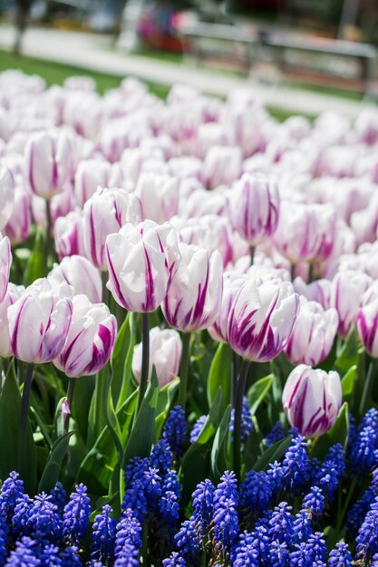 Foto flores de tulipa florescendo na primavera