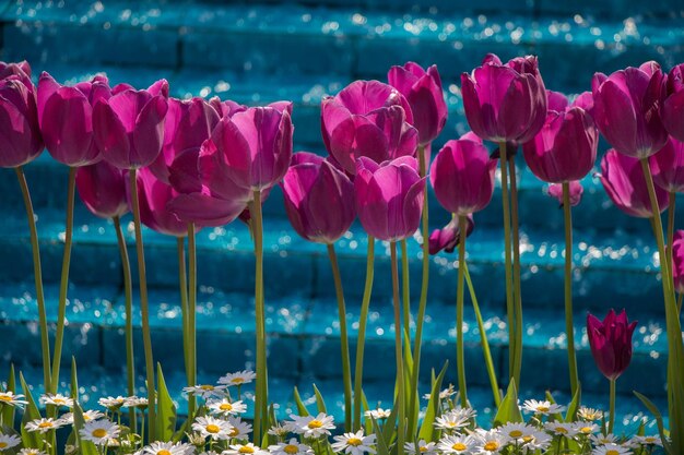 Flores de tulipa florescendo na primavera