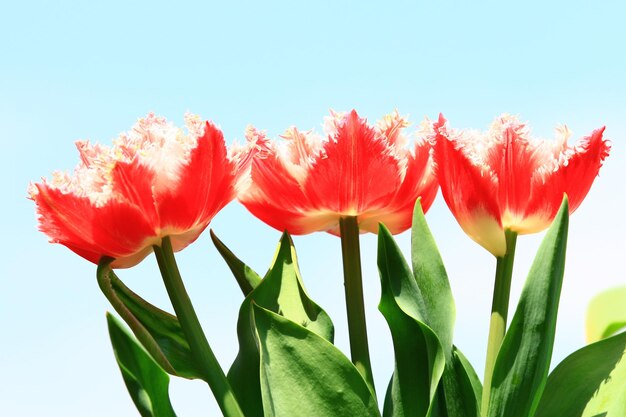 Flores de tulipa florescendo no jardim com fundo de céu azul