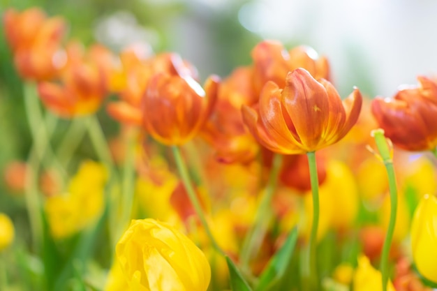 Flores de tulipa foco seletivo raso Primavera natureza fundo para web banner e design de cartão