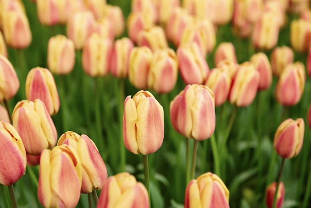 Flores de tulipa laranja