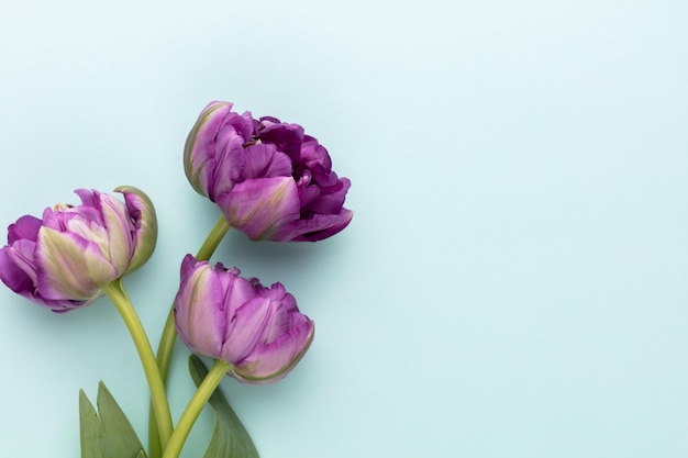 Flores de tulipa lilás em fundo pastel
