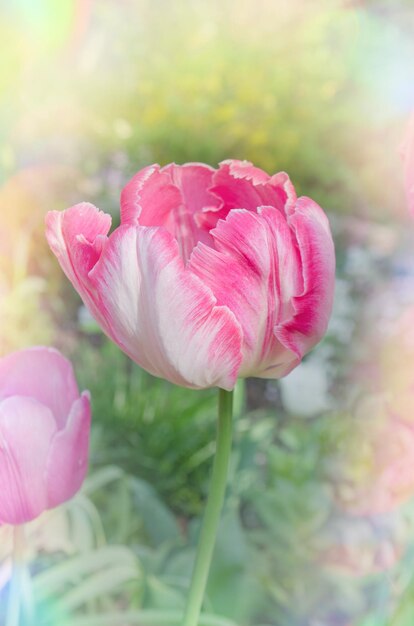 Flores de tulipa linda rosa papagaio no jardim