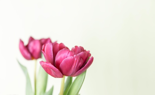 Flores de tulipa Lindas plantas de primavera na época de floração