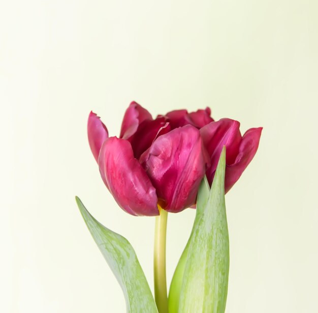 Flores de tulipa Lindas plantas de primavera na época de floração