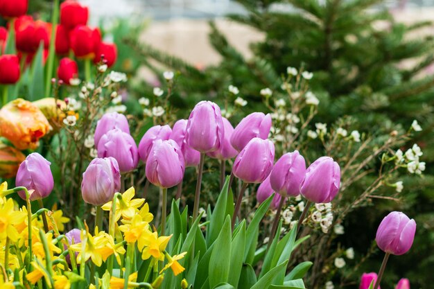 Flores de tulipa multicoloridas florescendo na estufa no início da primavera