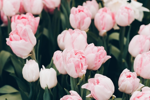 Flores de tulipa rosa claro florescem na estufa no início da primavera