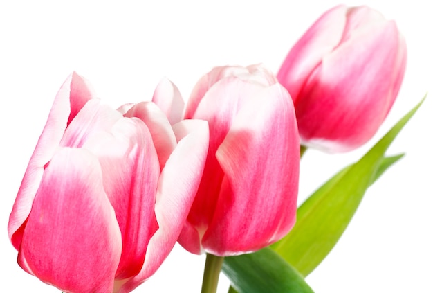 Flores de tulipa rosa e branca nas férias de primavera isoladas no fundo branco