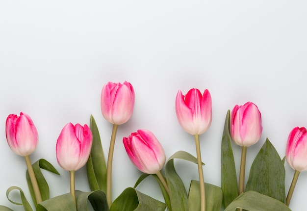 Flores de tulipa rosa em fundo pastel