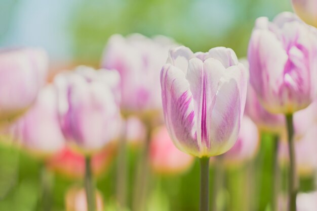 Flores de tulipa rosa florescendo em um campo de tulipas ao pôr do sol. Primavera, foco seletivo