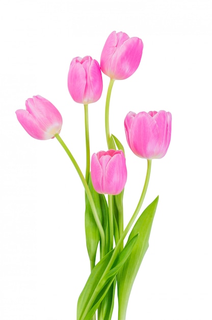 Flores de tulipa rosa isoladas em um caminho de recorte de fundo branco