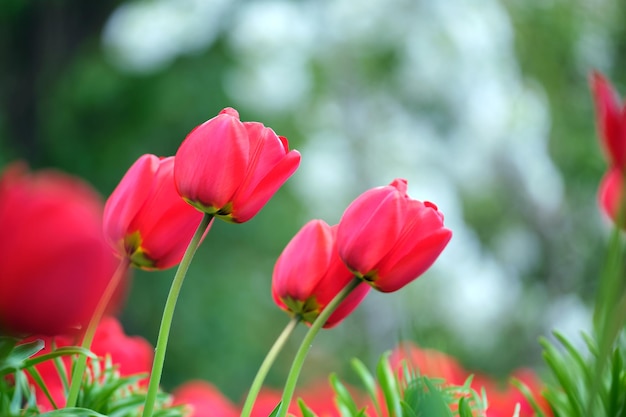 Flores de tulipa vermelha brilhante florescendo no canteiro de flores ao ar livre em dia ensolarado de primavera.