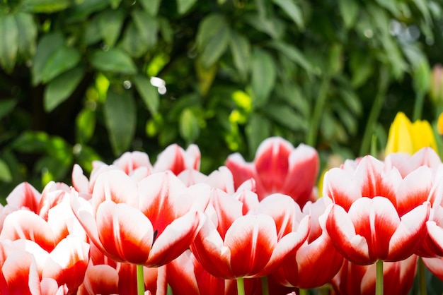 Flores de tulipa vermelha e branca