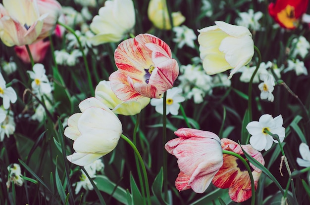 Flores de tulipa vermelha e branca