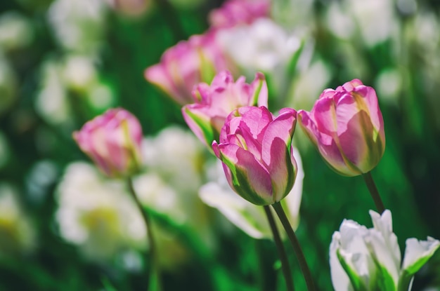 Flores de tulipa vermelha e branca