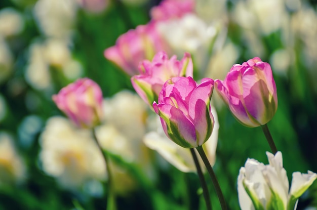 Flores de tulipa vermelha e branca