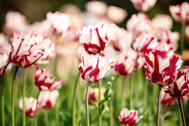 Flores de tulipa vermelha e branca