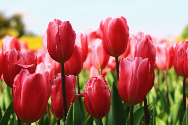 flores de tulipa vermelha florescendo no jardim