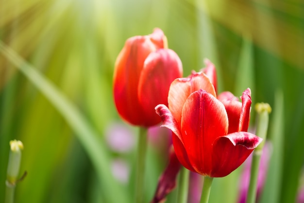 Flores de tulipa vermelha primavera colorida com luz solar