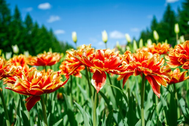 Flores de tulipa vermelho-laranja colorida em um canteiro de flores no parque da cidade