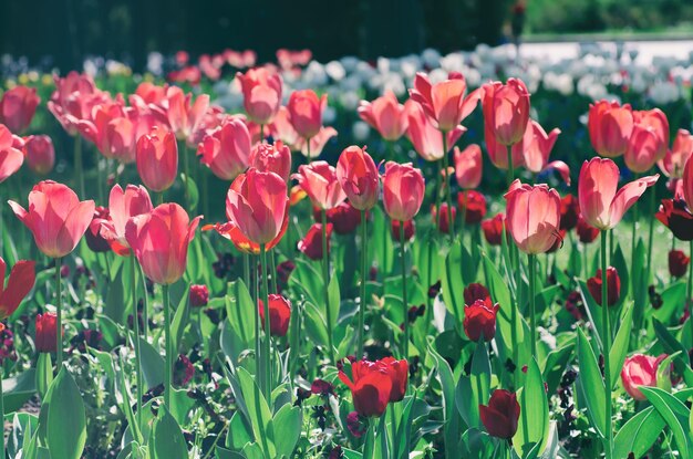 Flores de tulipa violeta