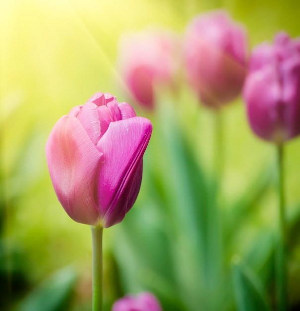 Flores de tulipa violeta