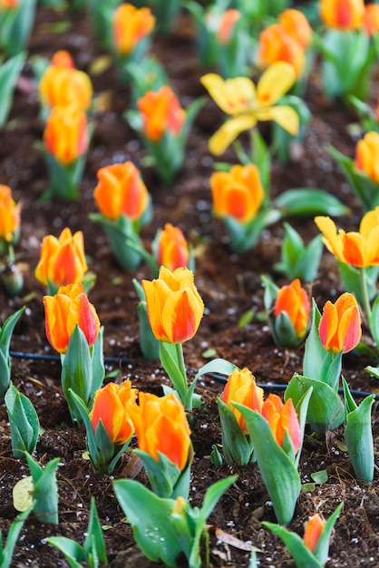 flores de tulipa