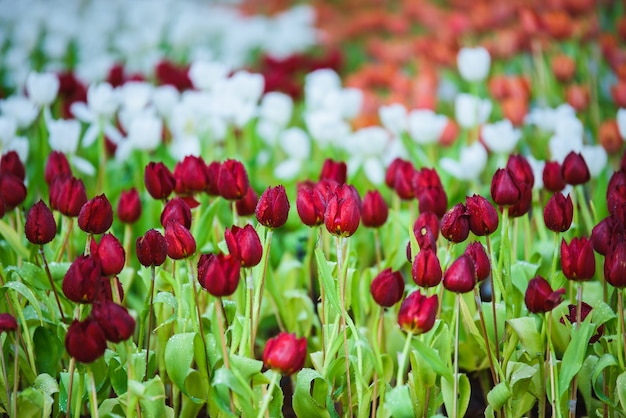 flores de tulipa