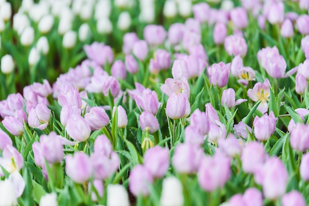 flores de tulipa