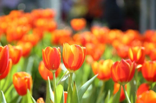 Flores de tulipa