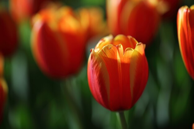 Flores de tulipa