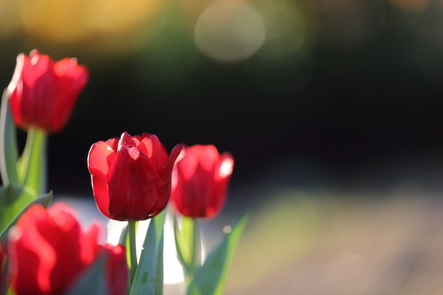 Flores de tulipa